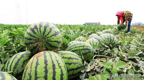 为什么吃瓜带皮,传统习俗与健康益处的双重解读