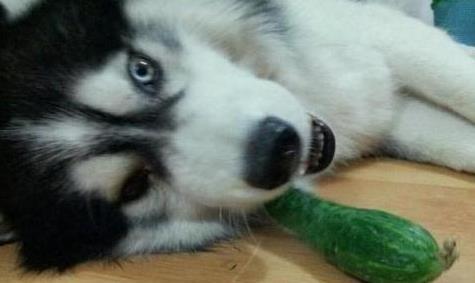 二哈吃喜瓜,欢乐逗趣的宠物日常