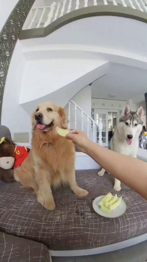 快乐小狗吃瓜,快乐小狗的瓜田奇遇记