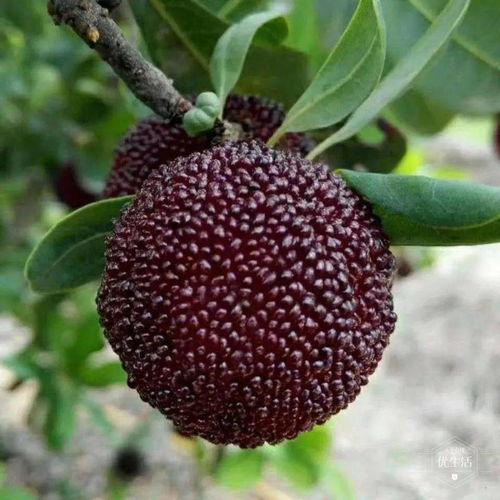 山茶爱讲话 吃瓜,吃瓜群众的欢乐时光