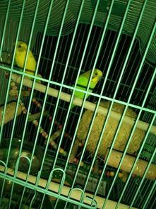 虎皮可以吃瓜吗,探寻异域美食的奇妙搭配