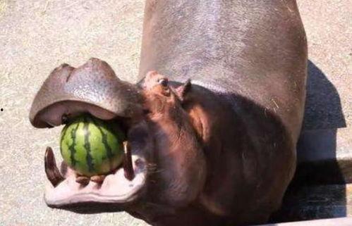 吃瓜的小河马,揭秘河马美食日记