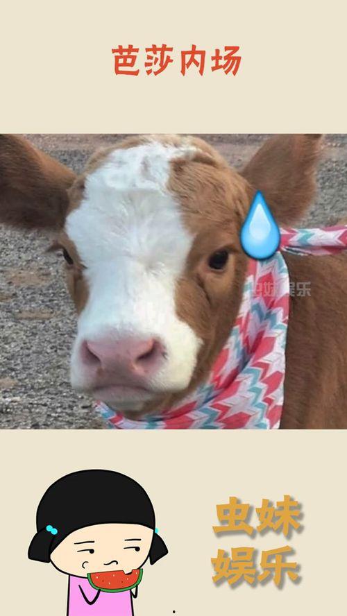 抖音吃瓜故事,揭秘网络热点的背后真相