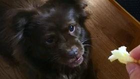 狗狗吃瓜熊大,狗狗的奇幻美食之旅