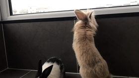 兔小萌吃瓜,兔小萌的瓜田奇遇记