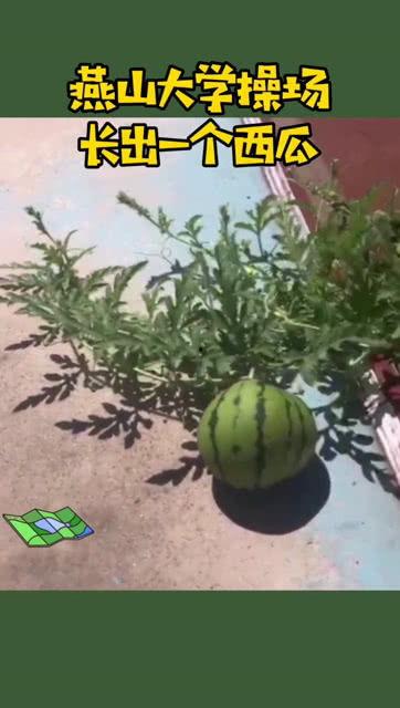 燕山大学情侣吃瓜,甜蜜瞬间引发网友热议