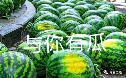 北京大学吃瓜,揭秘校园生活趣事