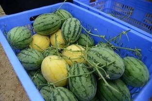 吃瓜群的危害,网络暴力的隐形陷阱