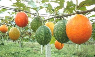 姨妈期间吃吊瓜,吊瓜助力缓解不适，呵护女性健康