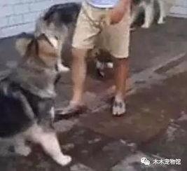 坐下吃瓜小场面,品味生活小确幸