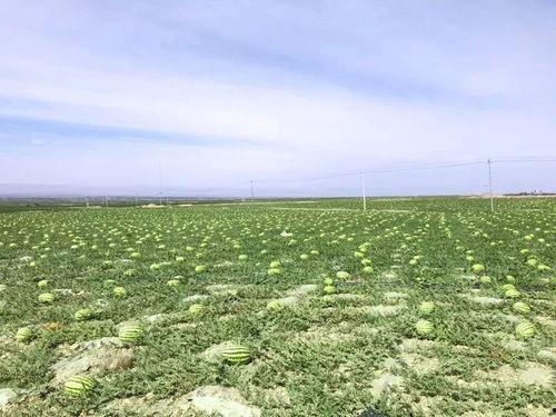 宁夏直播吃瓜,一场别开生面的网络盛宴