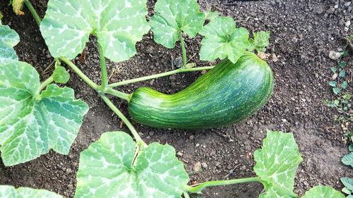 怀孕可以吃瓠瓜不