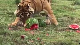 小老虎兰博吃瓜,小老虎兰博的夏日吃瓜盛宴