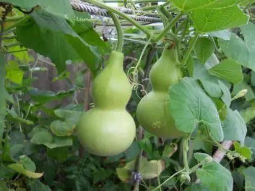 广播吃葫芦瓜视频,现场品尝，共享田园美味