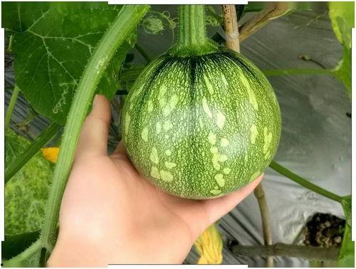 吃小瓜致癌,吃小瓜致癌真相与科学防护