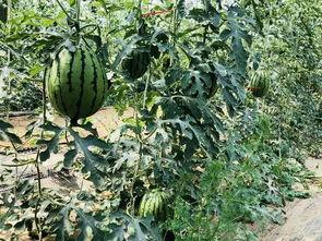 森林逸城吃瓜,瓜田里的欢乐时光