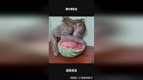 吃瓜大嘴解说,吃瓜大嘴带你领略娱乐圈风云变幻