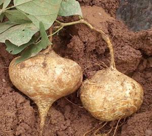 土瓜怎么熟吃,土瓜的多样熟食烹饪法探秘